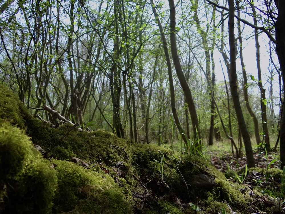 a moss covered hillside in the middle of a forest