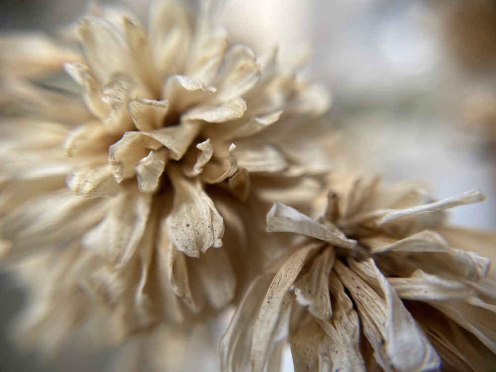 a close up of a flower with a blurry background