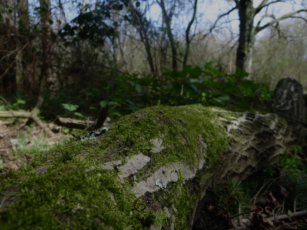 a moss covered log in the middle of a forest