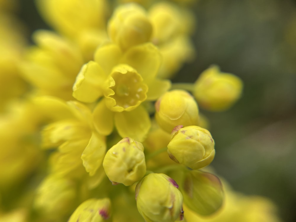 a close up view of a yellow flower