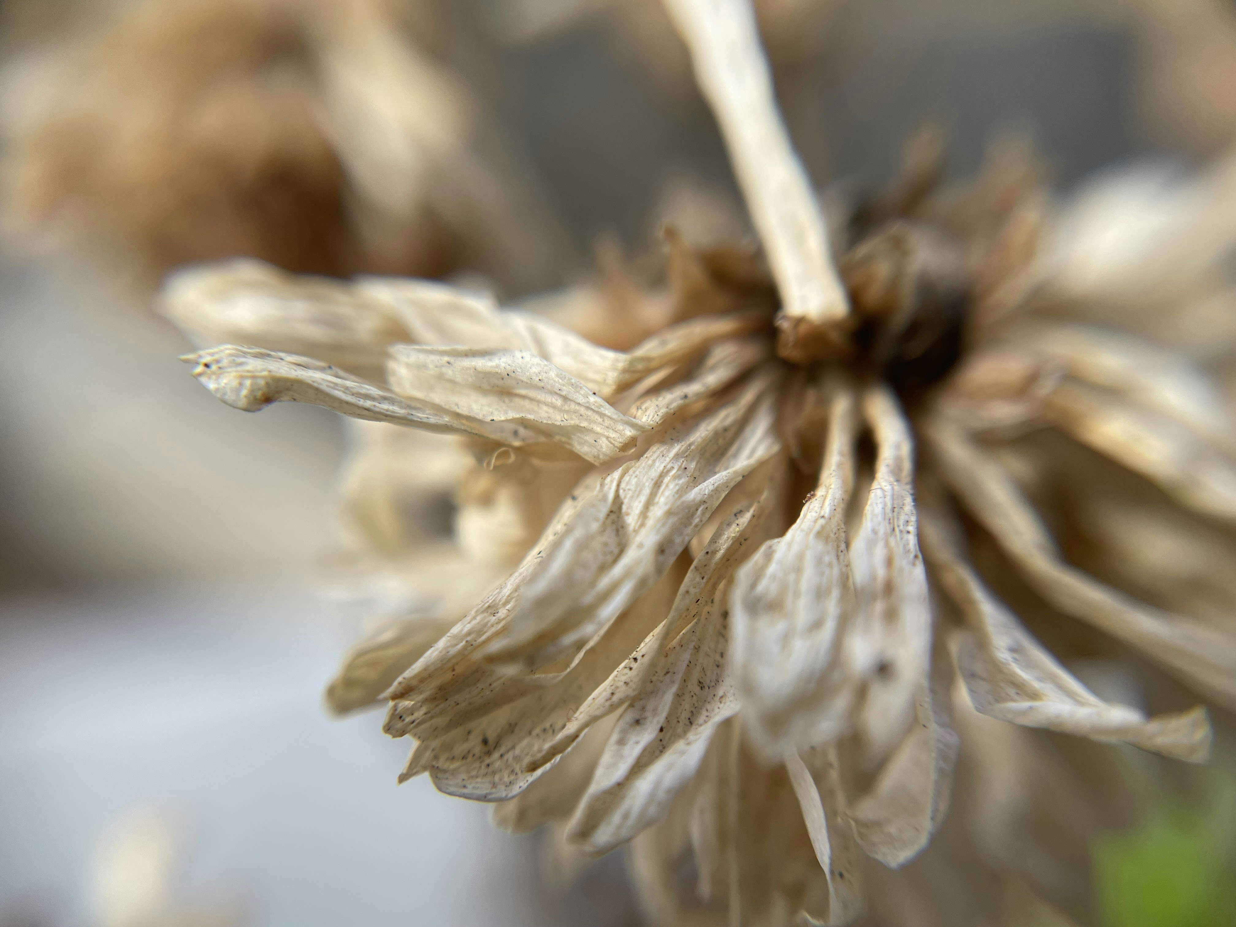 Photo by polina_postolnyk