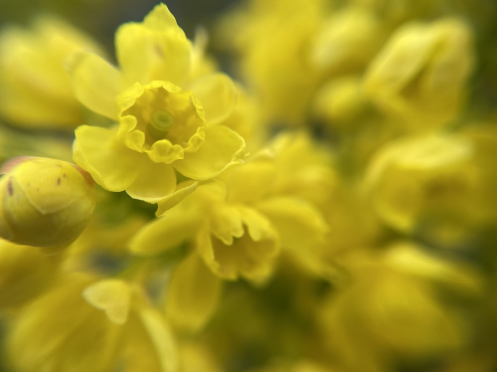 a close up view of a yellow flower