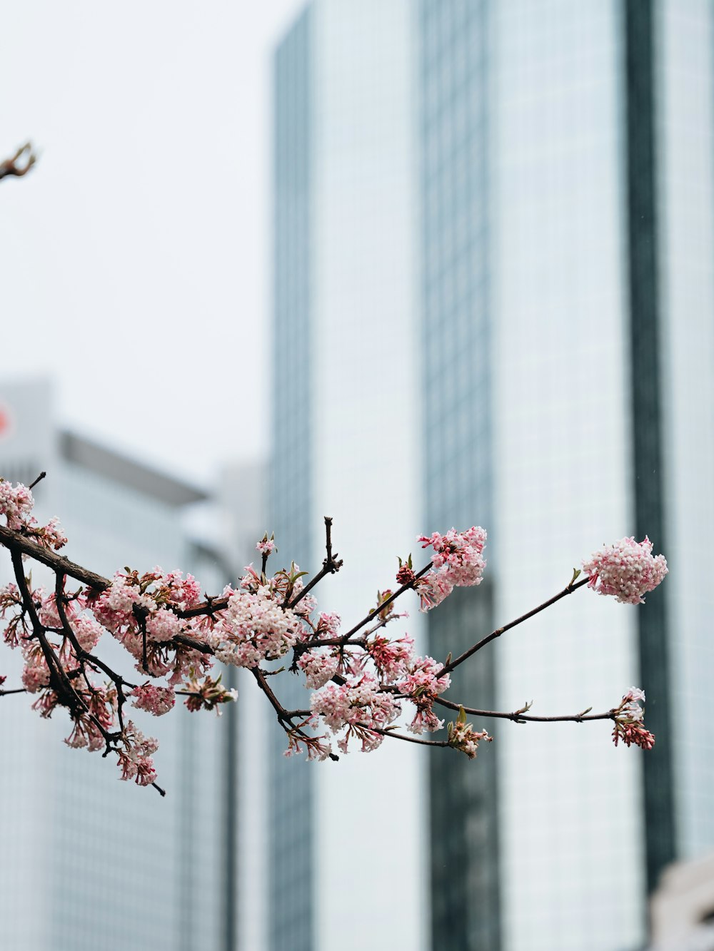 a branch with pink flowers in front of tall buildings