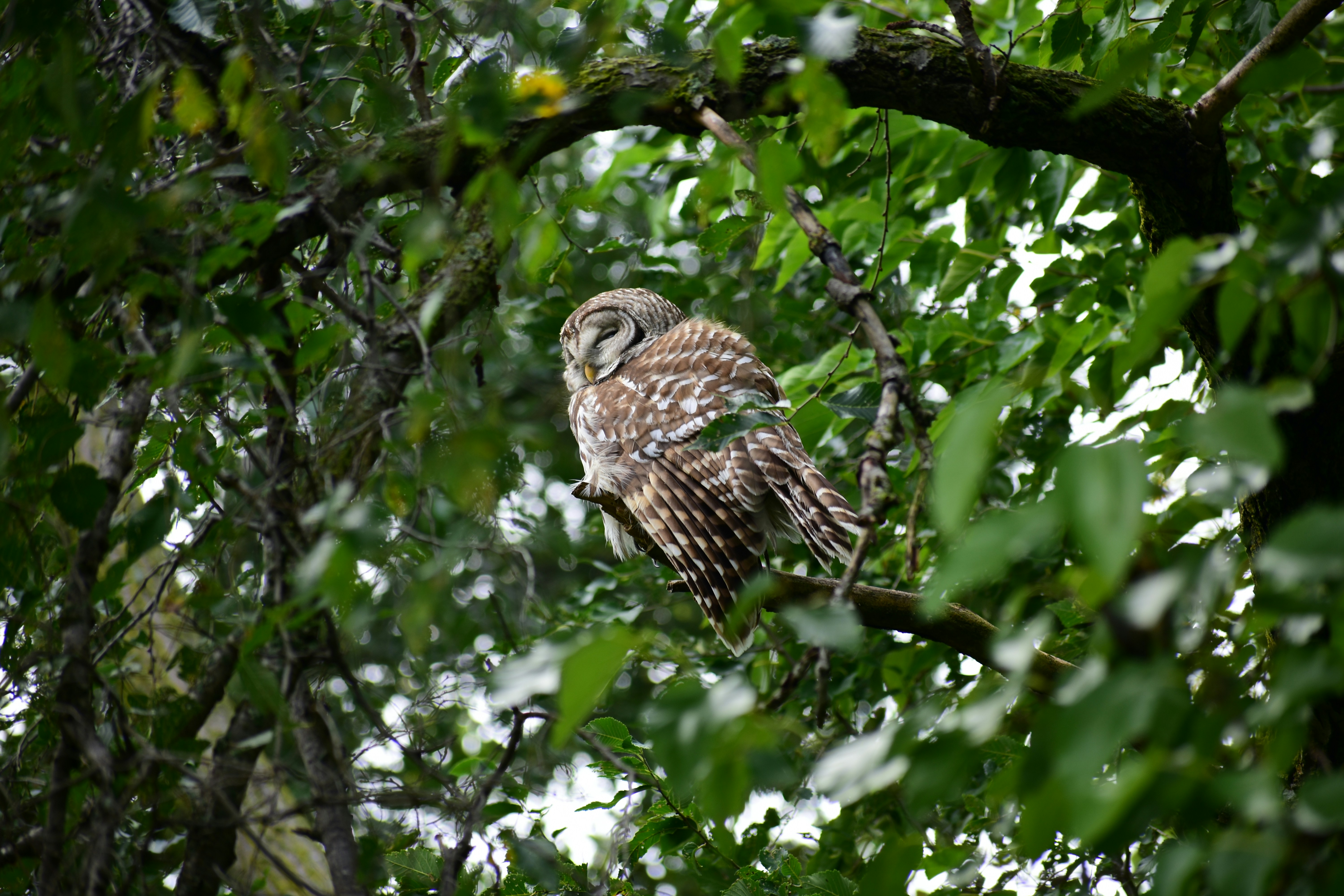 an owl sitting on a branch in a tree
