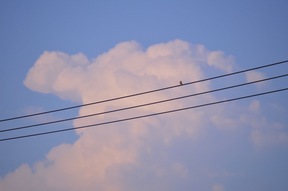 a couple of birds sitting on top of power lines