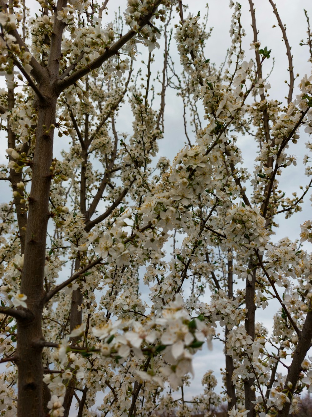 a group of trees with white flowers on them