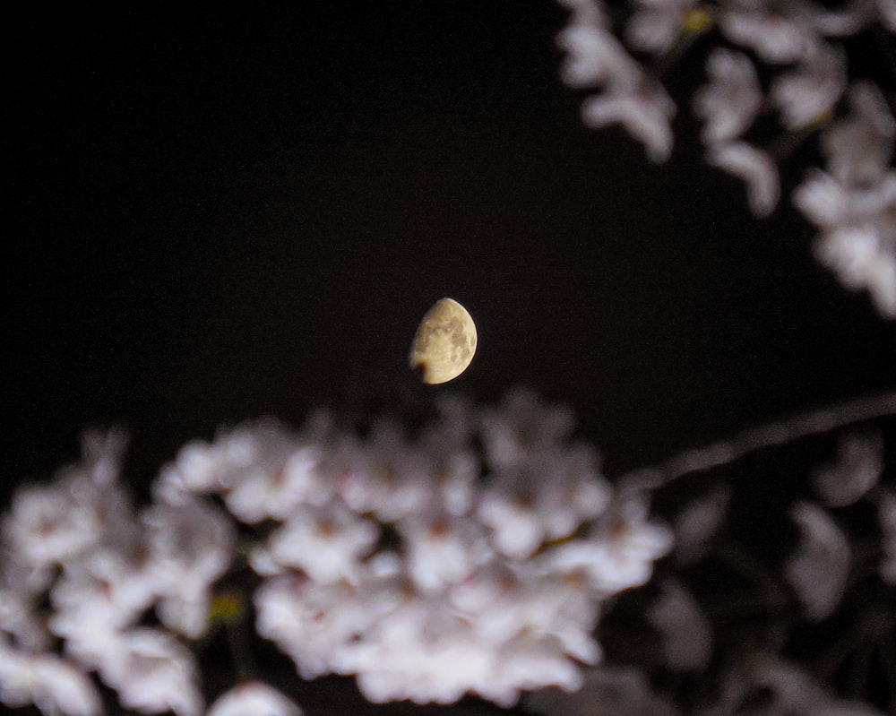 a tree with white flowers and a moon in the sky