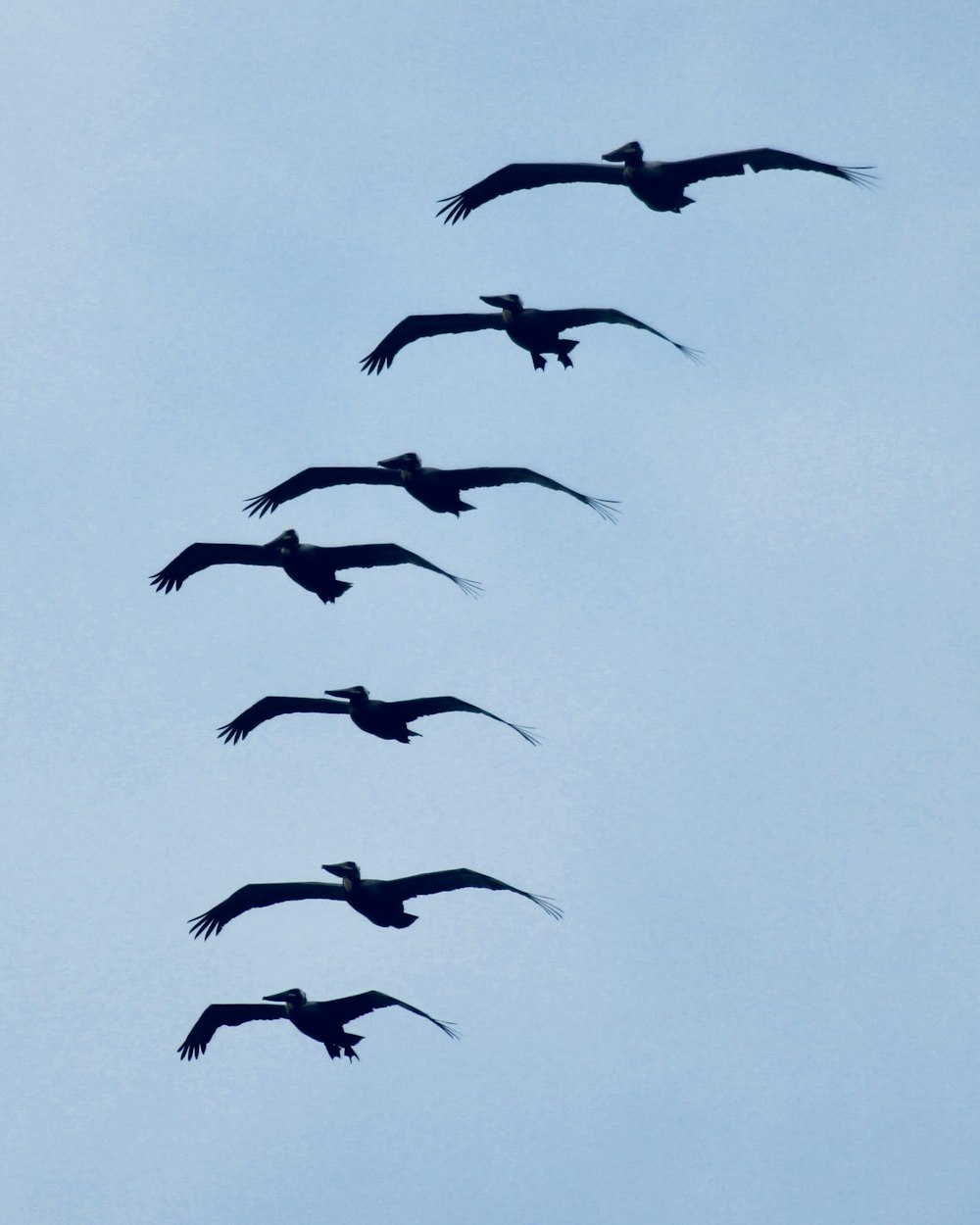 a flock of birds flying through a blue sky