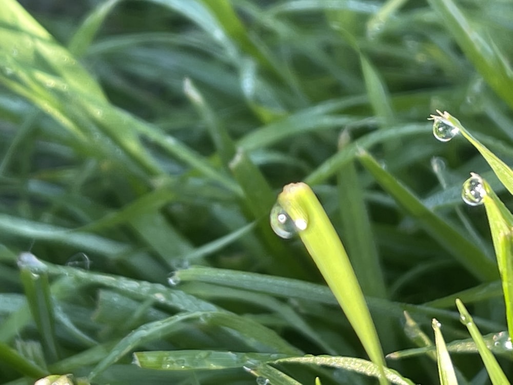 a close up of grass with water droplets on it