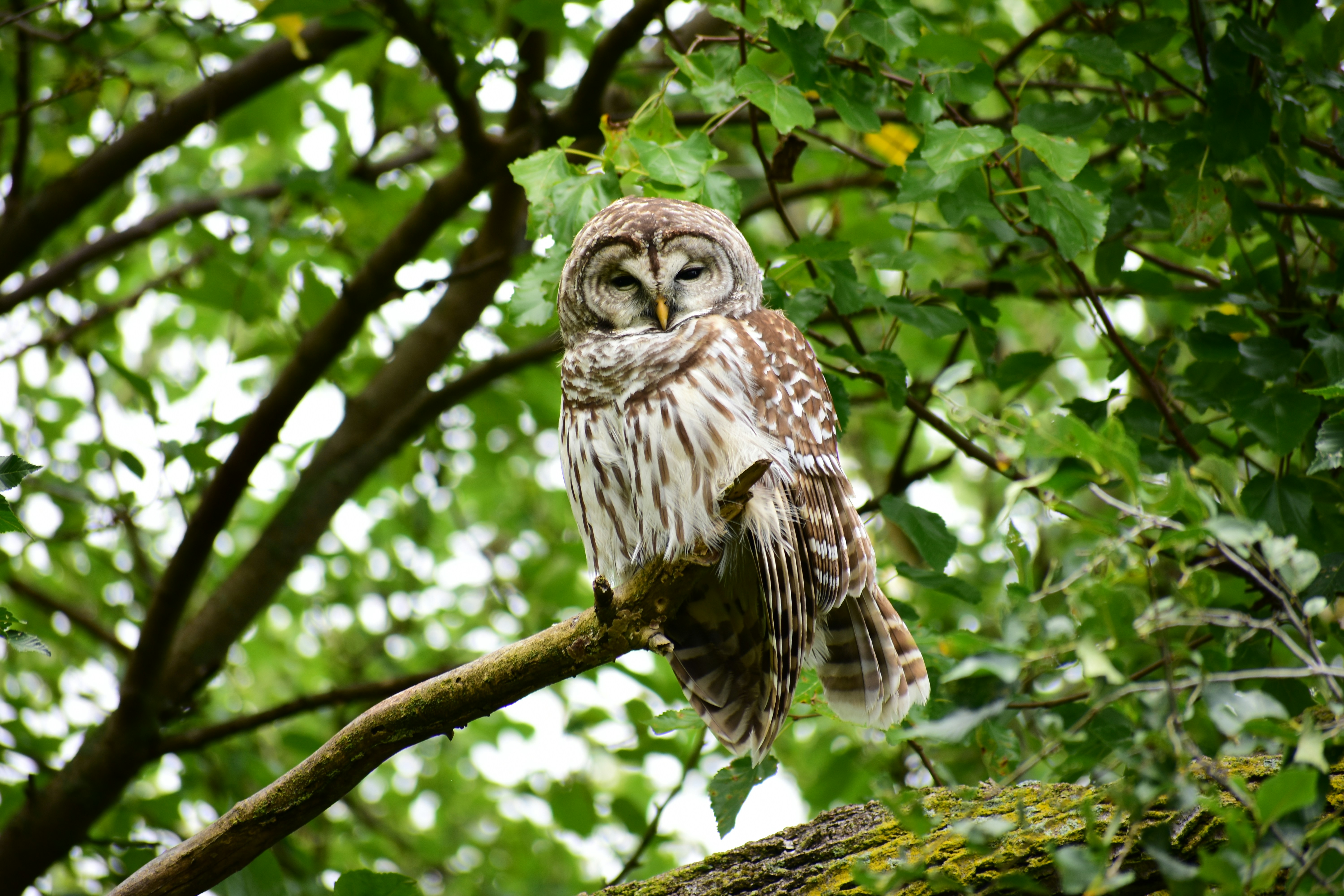 an owl perched on a branch in a tree