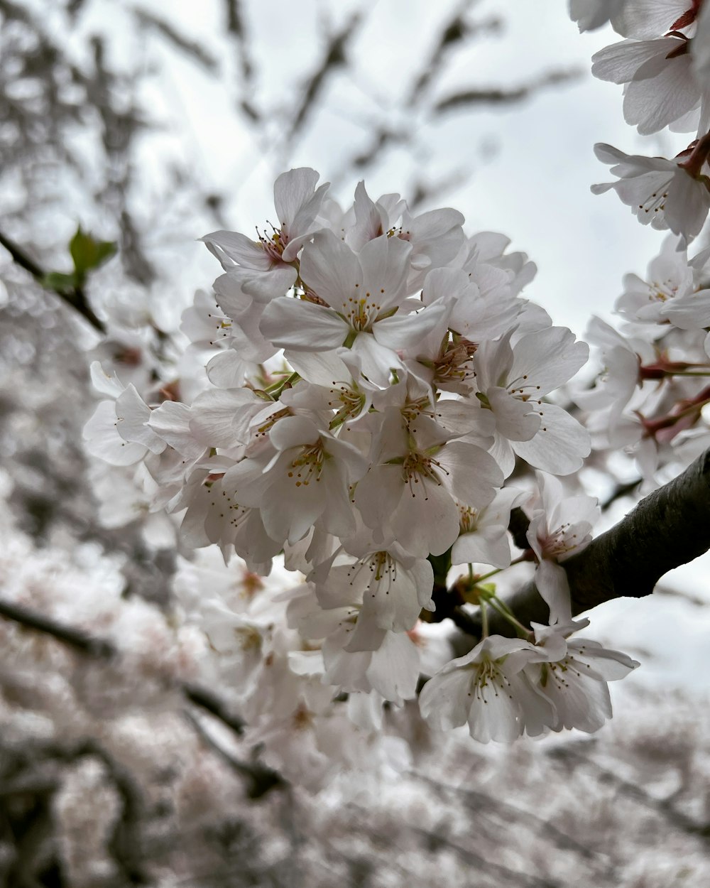 a close up of a tree with white flowers