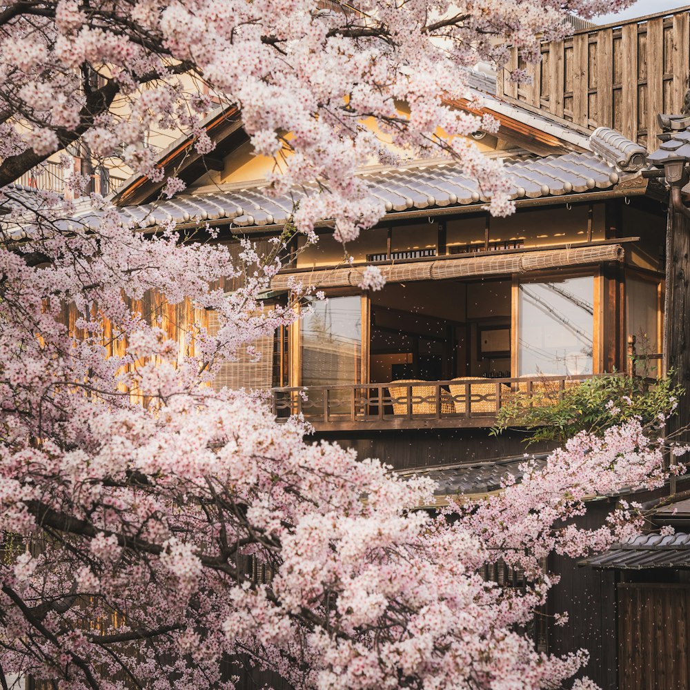 a tree with pink flowers in front of a building