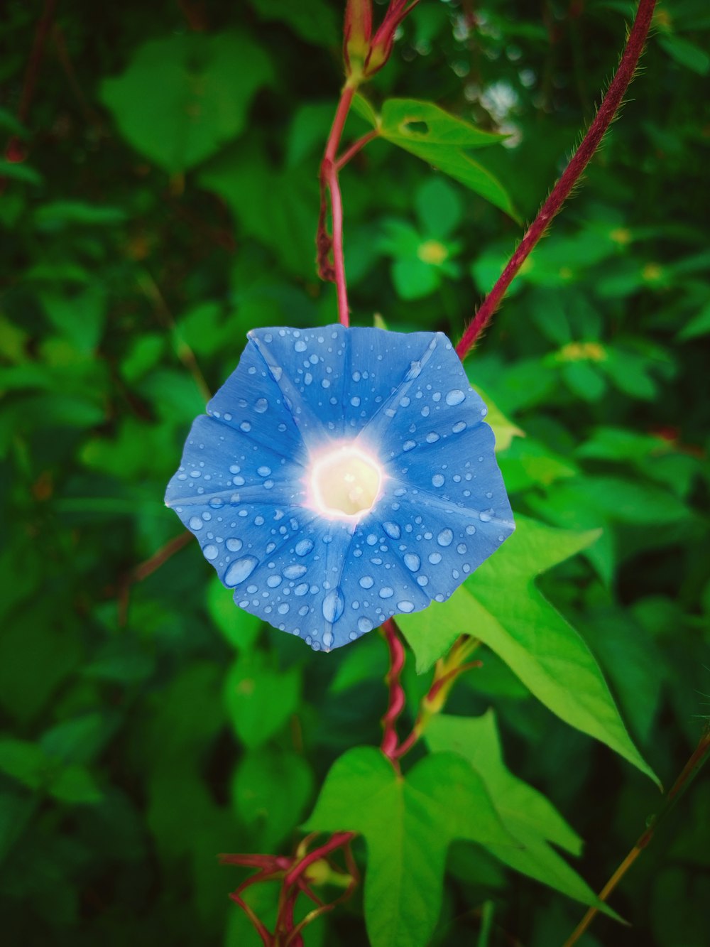 a blue flower with water droplets on it