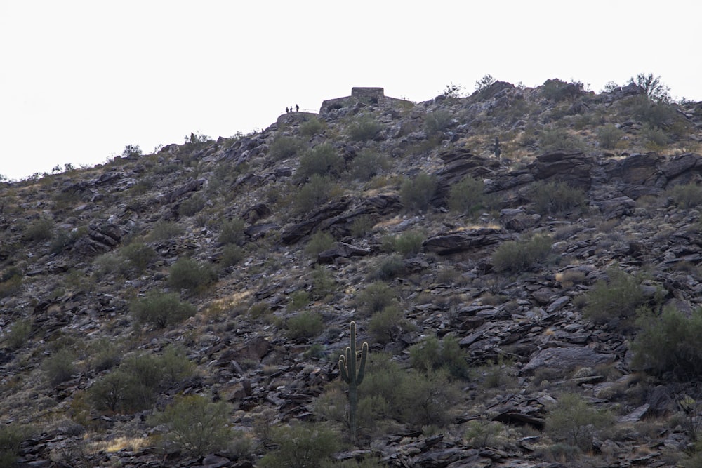 Una collina rocciosa con un animale solitario in cima