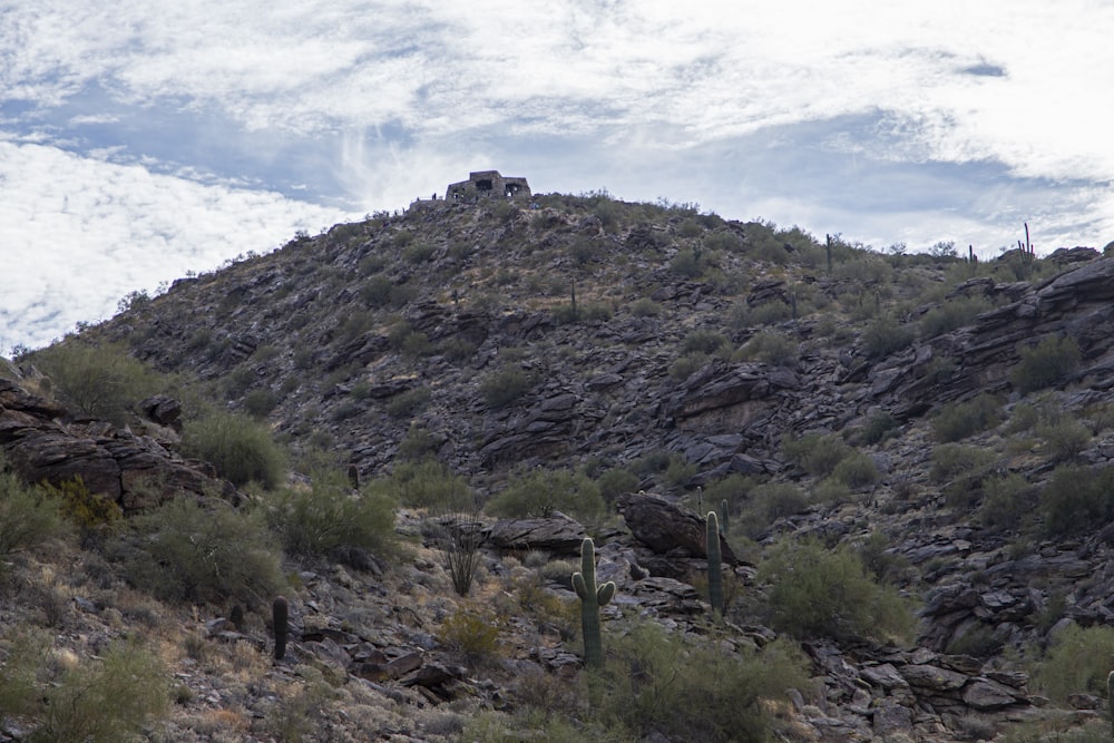 a mountain with a cactus on the side of it