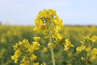 A close-up of vibrant sesame seed fields under clear skies.