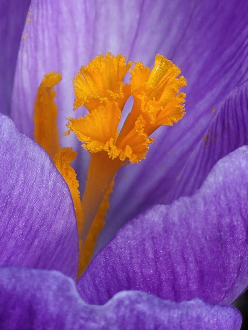 a close up of a purple flower with yellow stamen