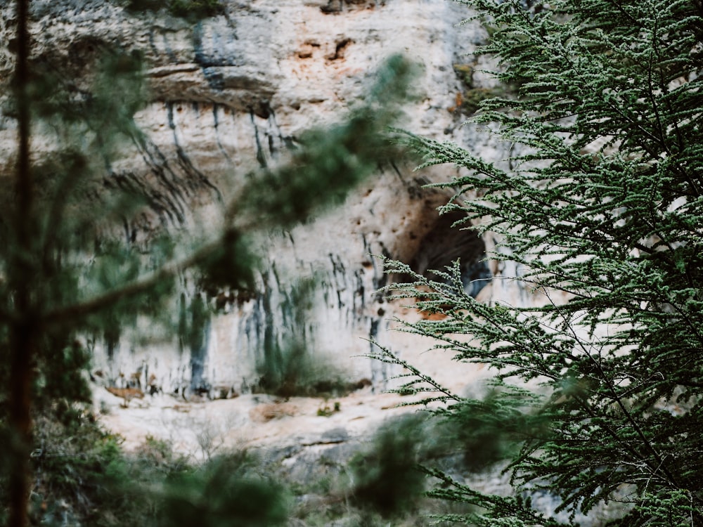 a bear that is standing in the woods