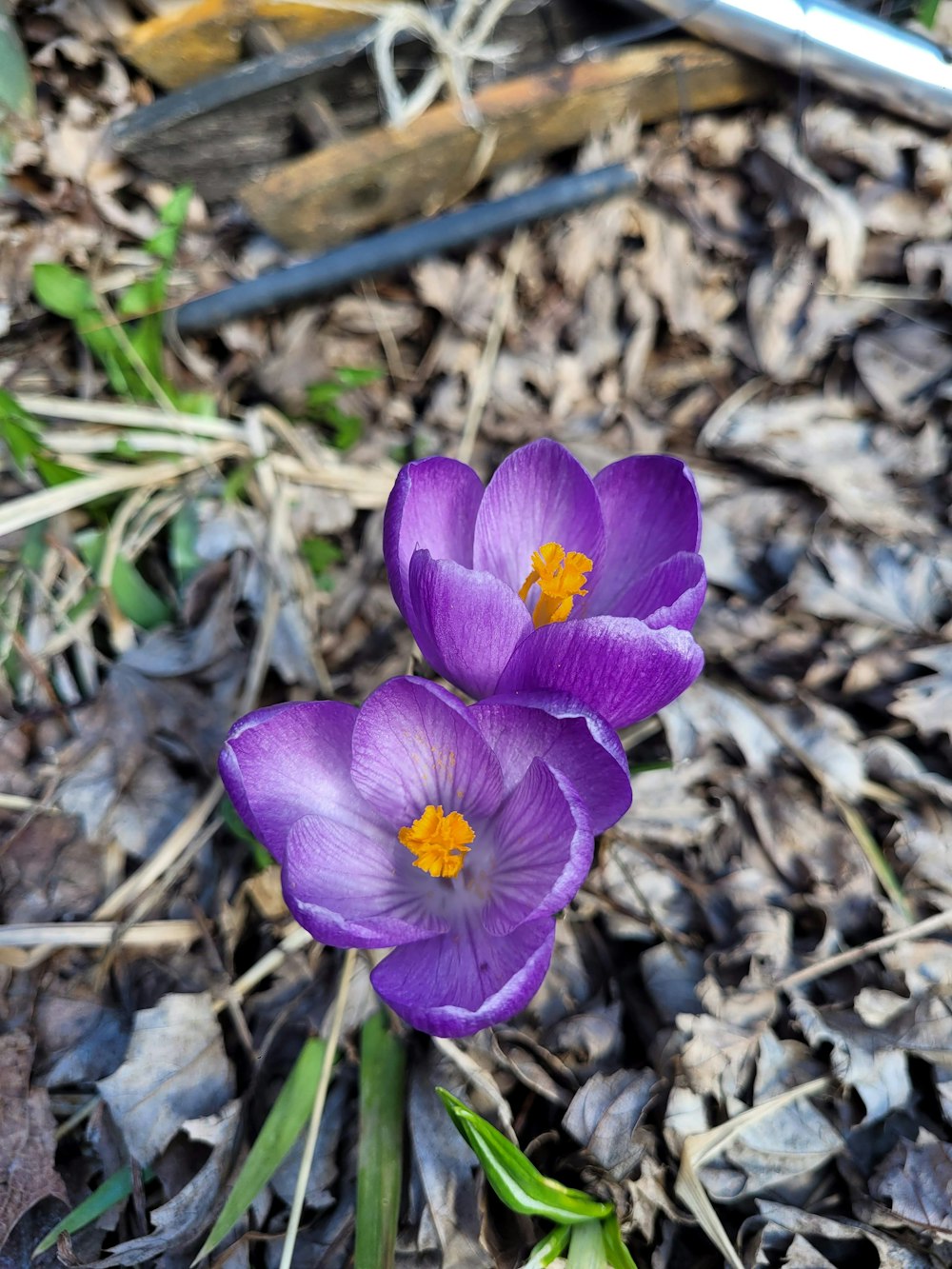a couple of purple flowers sitting on top of leaves