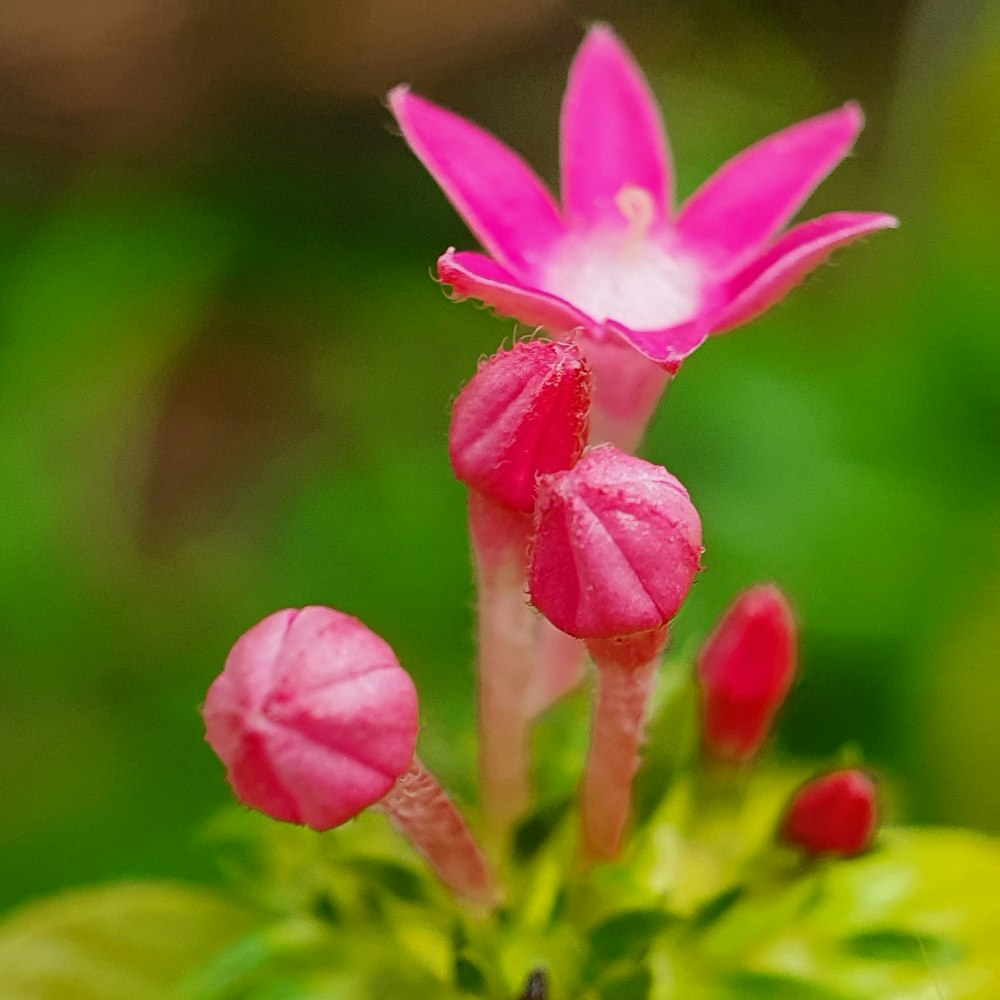 Un primer plano de una flor rosada con hojas verdes
