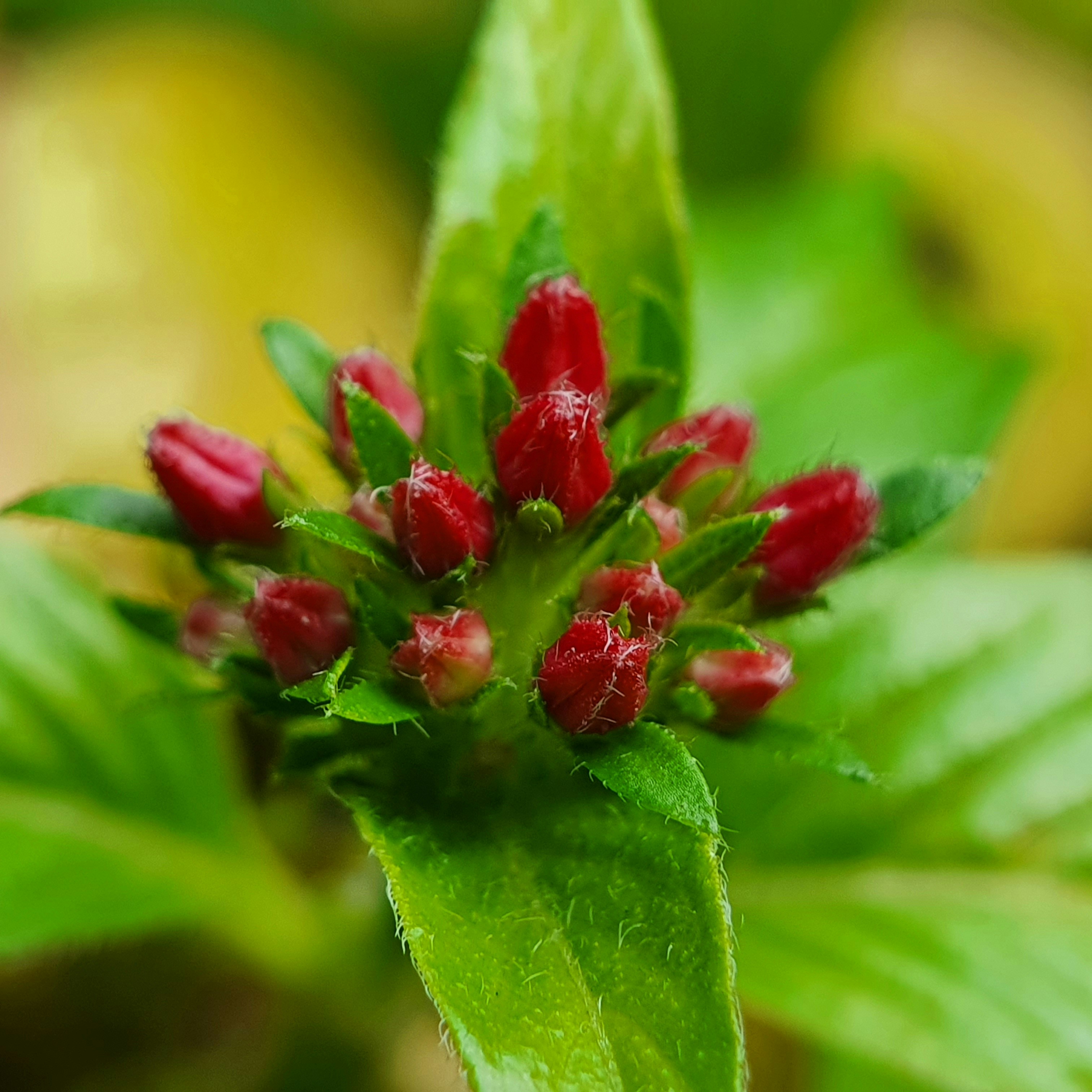 a close up of a green leaf with red berries