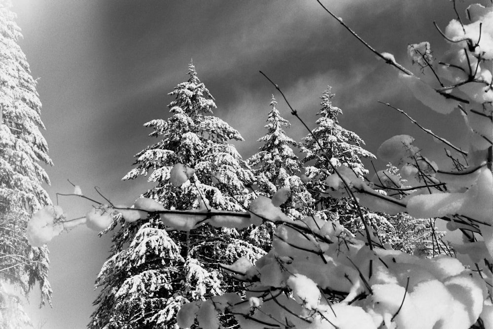 uma foto em preto e branco de árvores cobertas de neve