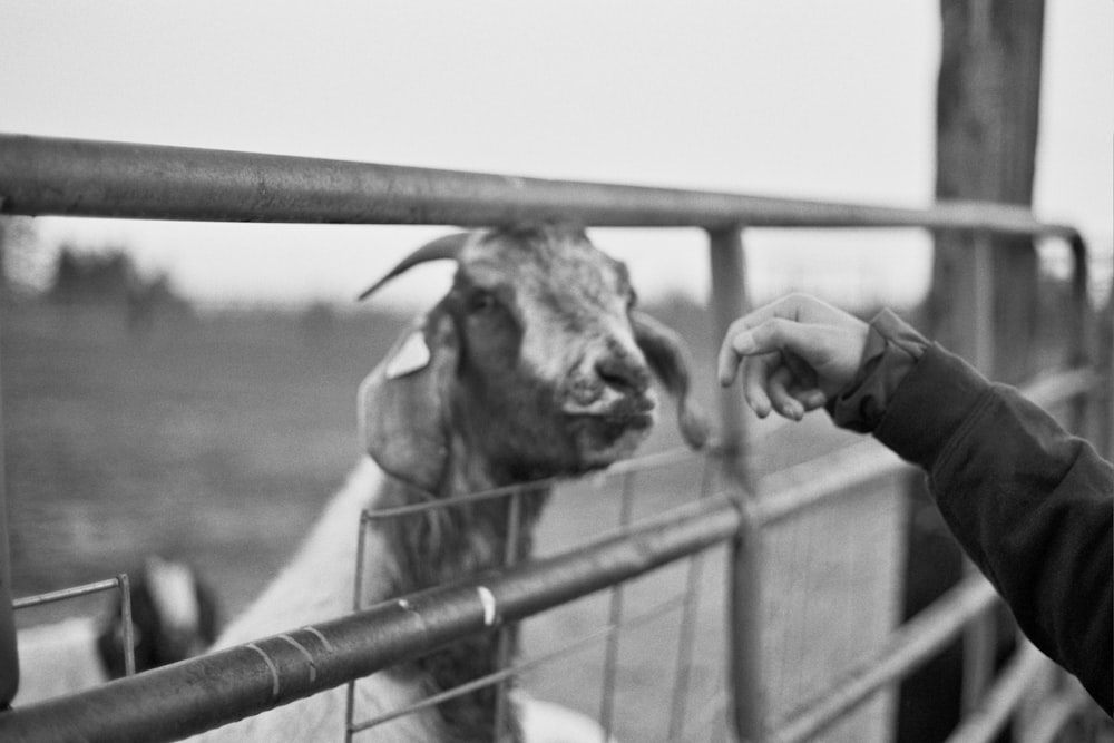 a man petting a goat through a fence