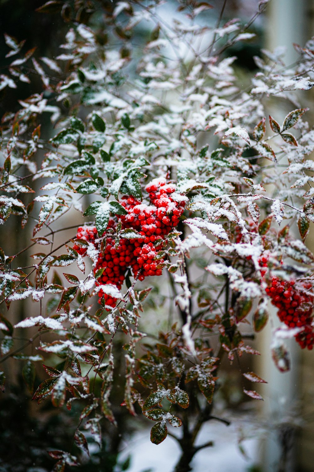 a bush with red berries covered in snow
