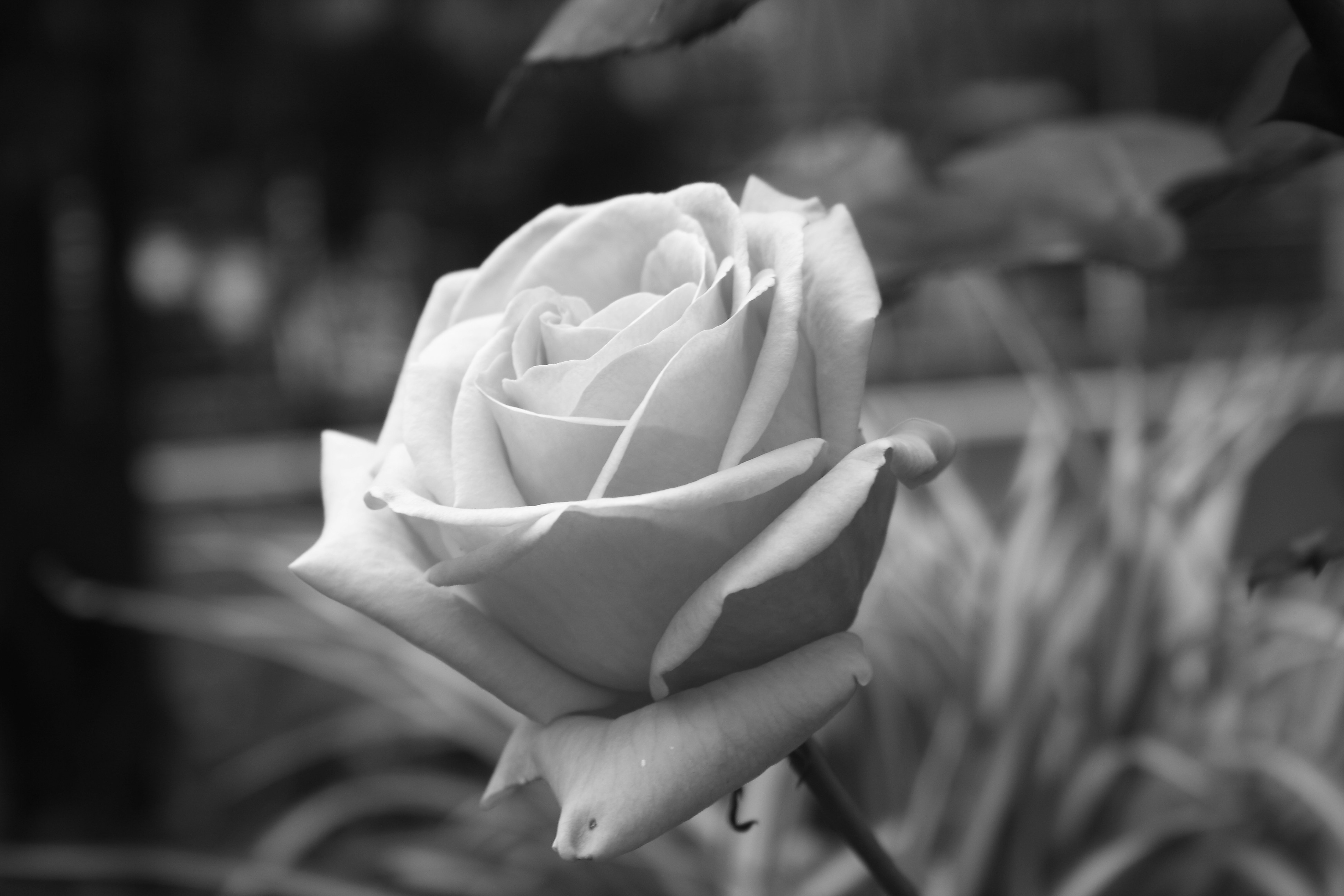 Photo by marco_vitiello