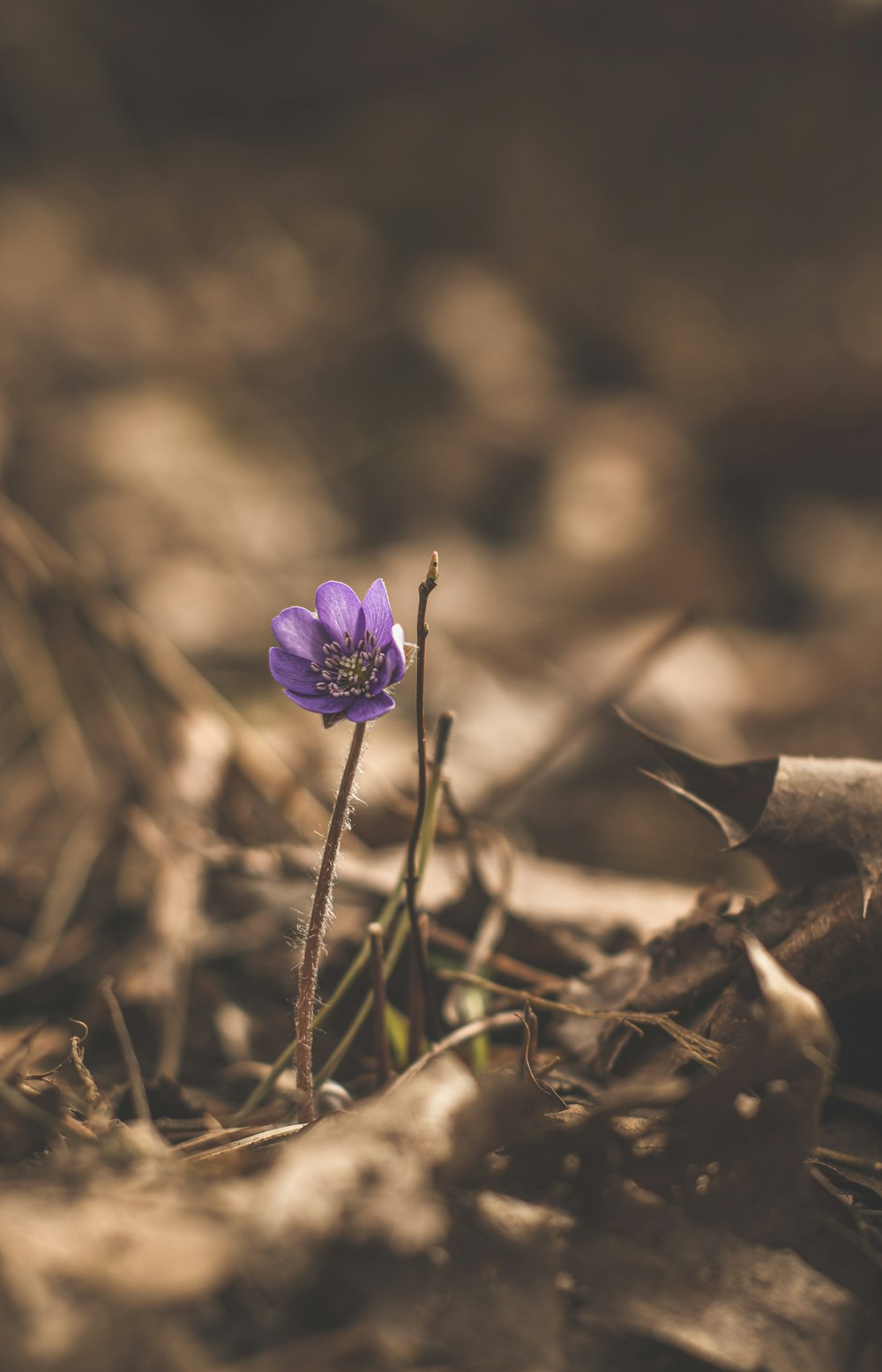 a single purple flower sitting on top of a leaf covered ground