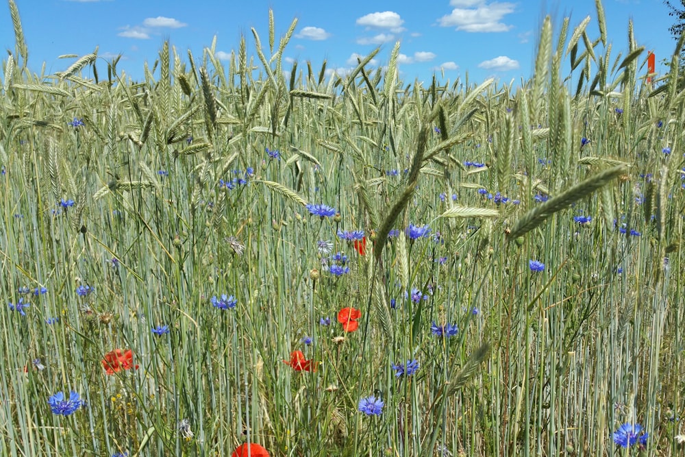 a field full of tall grass and red and blue flowers