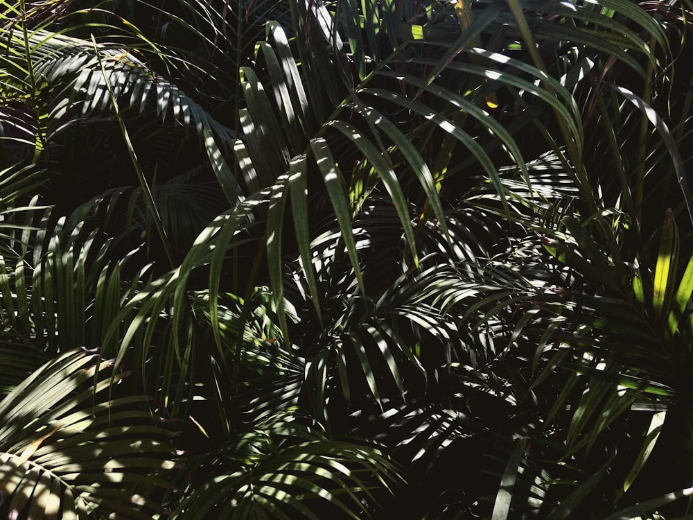 a close up of a bunch of palm trees