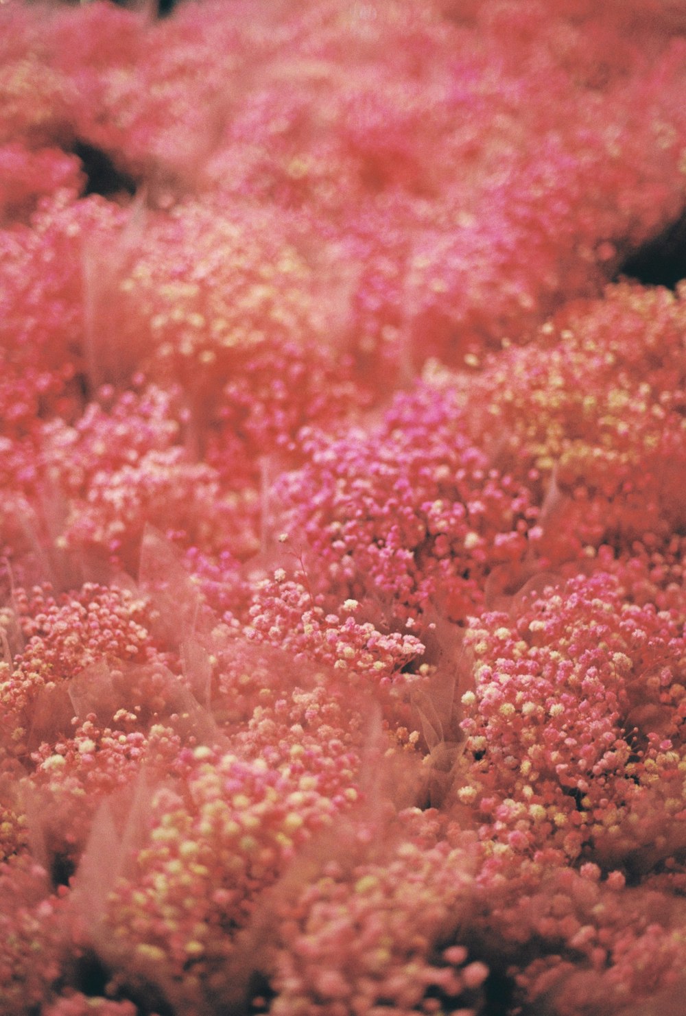 a bunch of pink flowers in a field