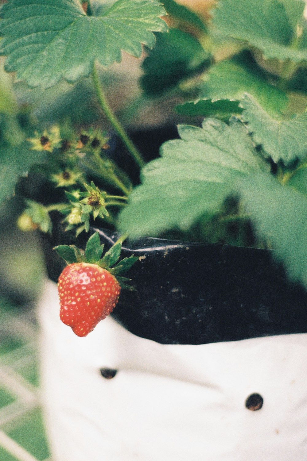a close up of a plant with a strawberry on it
