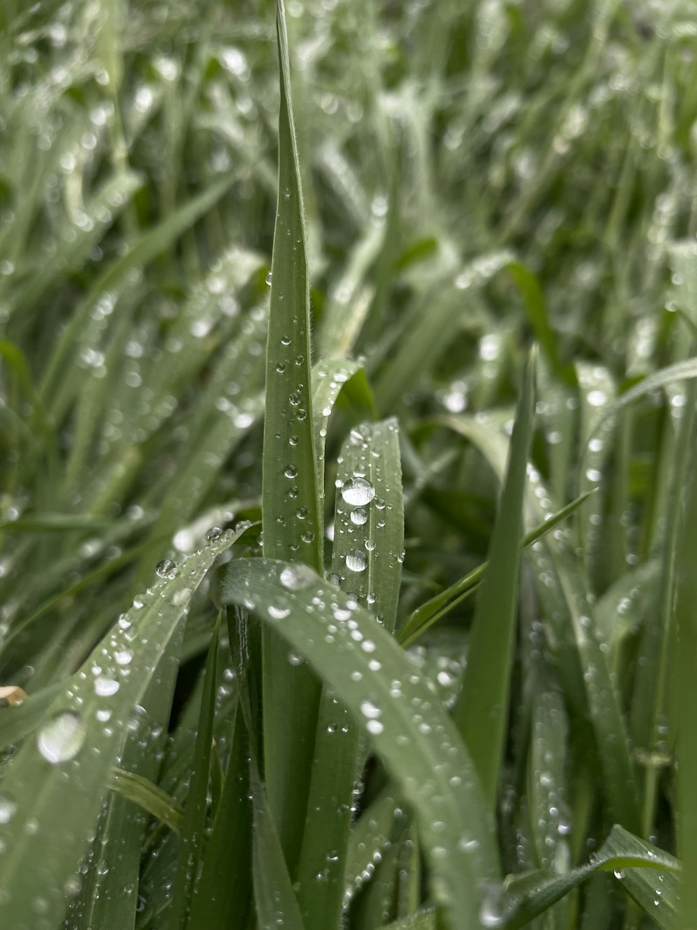 a field of grass with water droplets on it