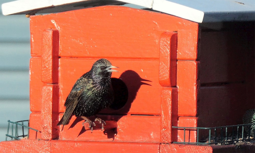 a black bird sitting on top of a red building