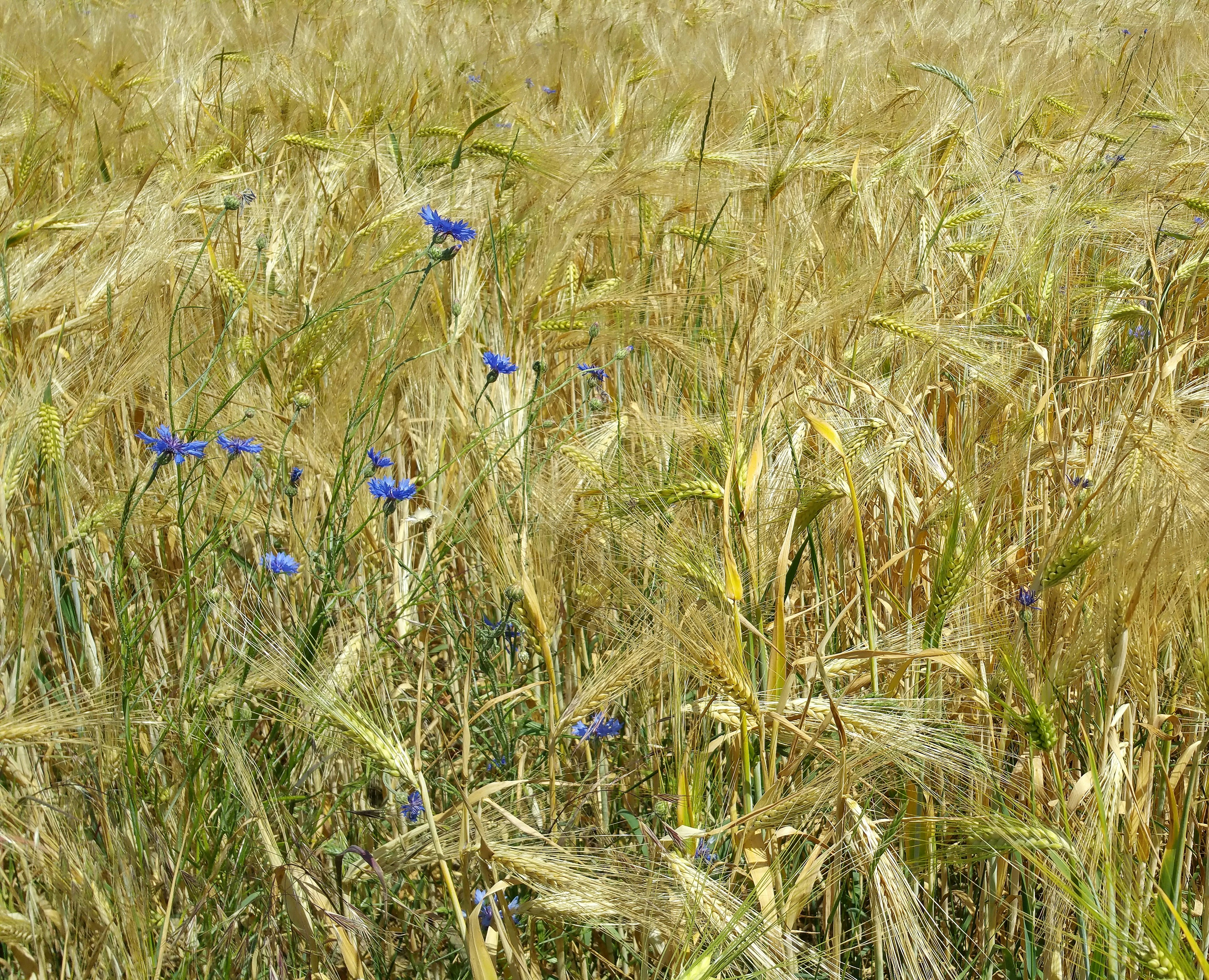 Ankara’dan Buğday Satış İhalesi Ekonomiye Hareket Getirecek - Ekonomi haberi görseli