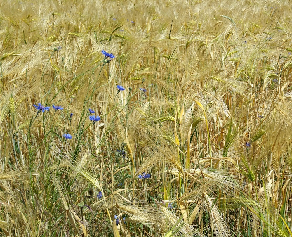 a field of wheat with blue flowers in it