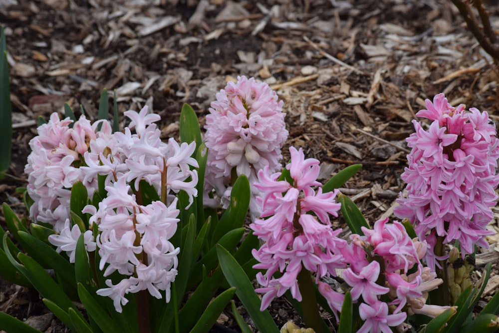 a group of pink and white flowers in a garden