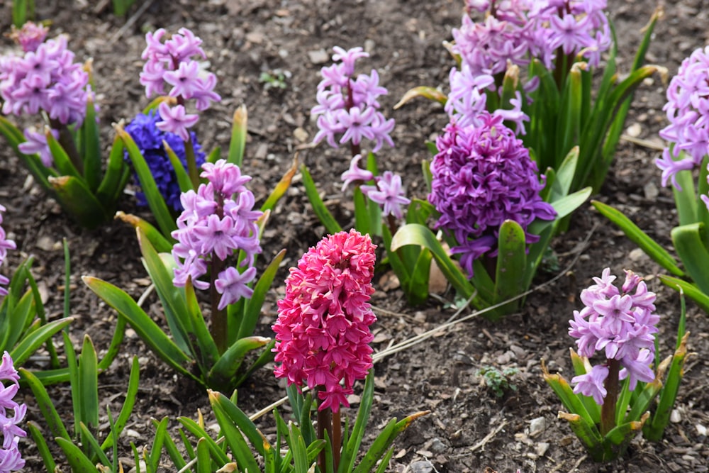 a bunch of flowers that are in the dirt