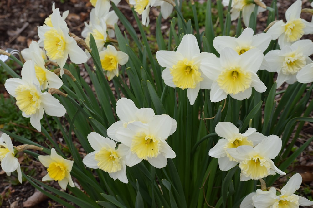 a bunch of white and yellow flowers in a garden