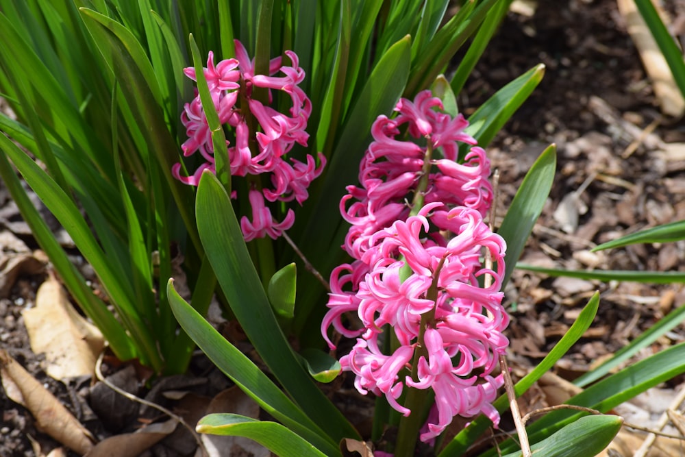 a close up of a pink flower on the ground