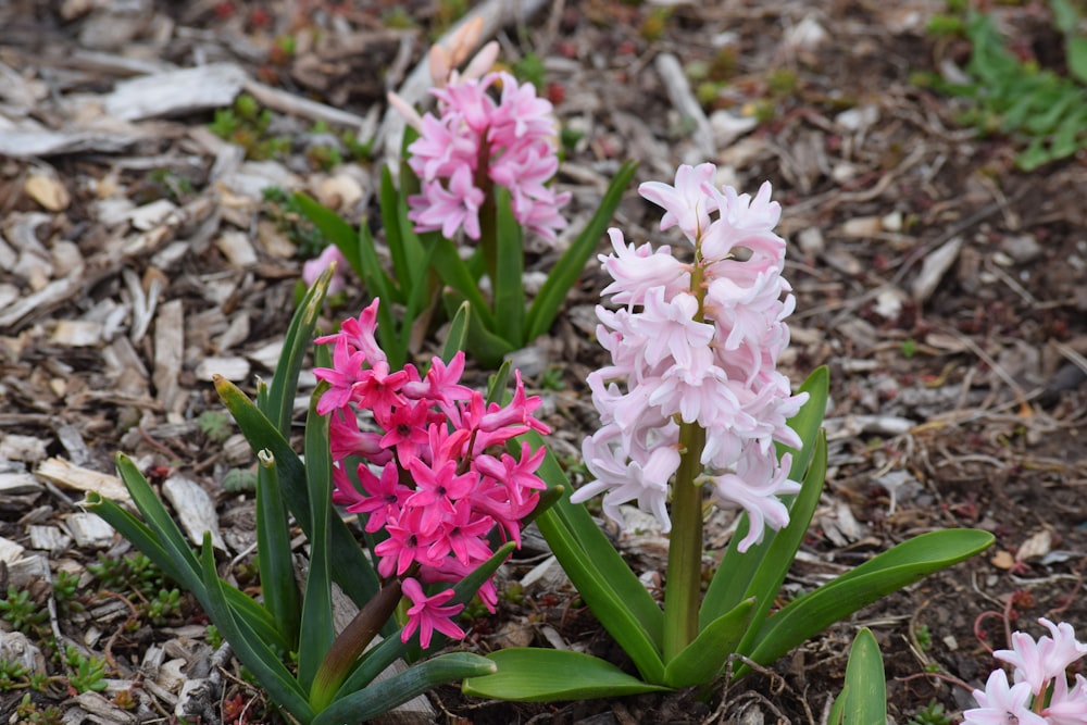 a group of pink and white flowers on the ground
