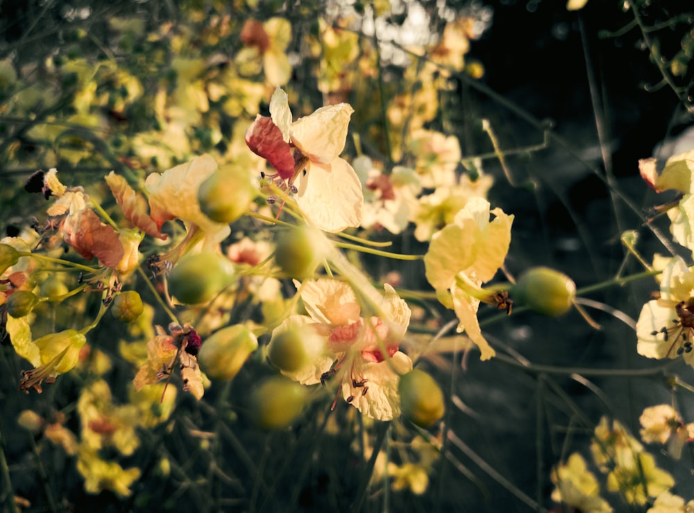 a bunch of flowers that are on a tree