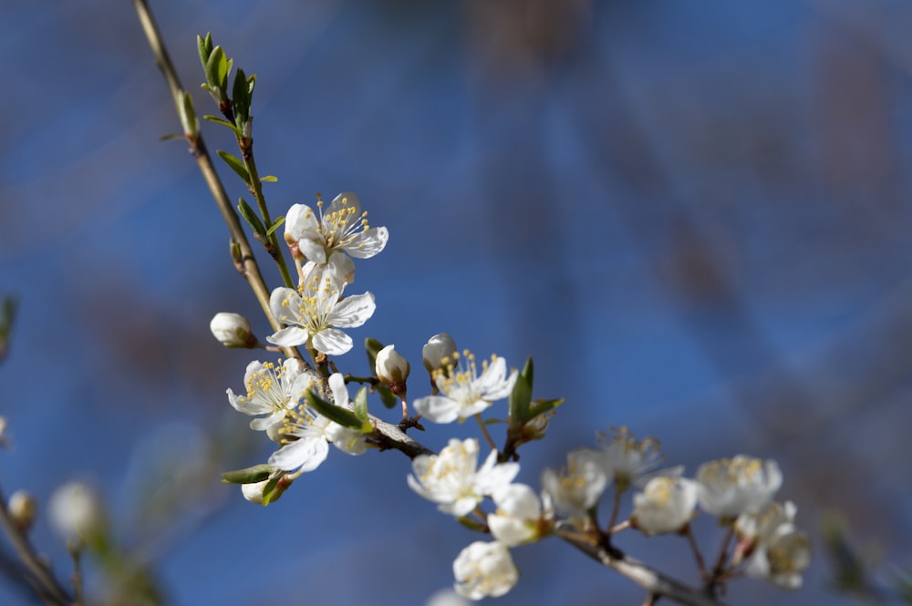 a branch of a tree with white flowers