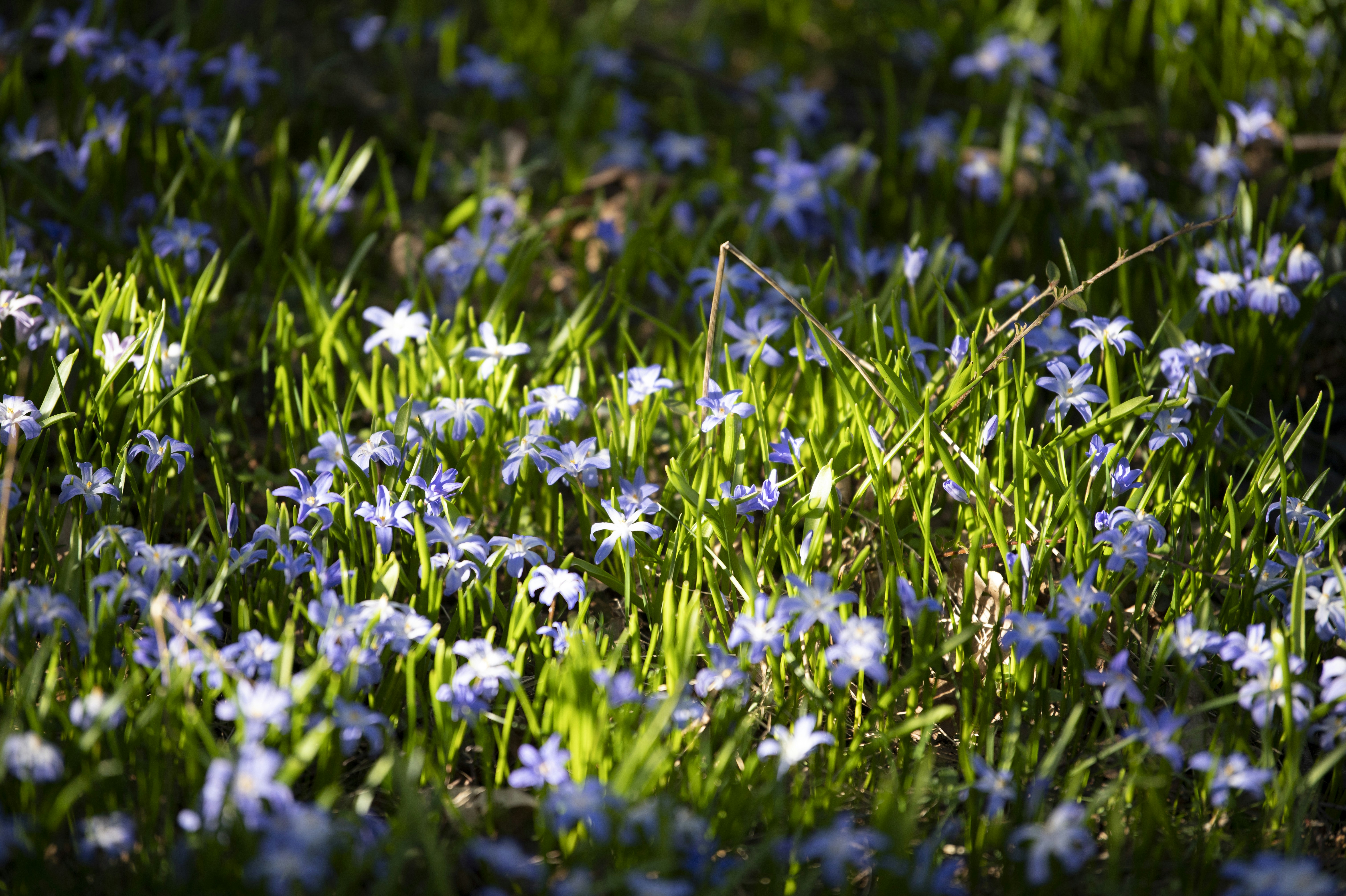 a bunch of blue flowers that are in the grass