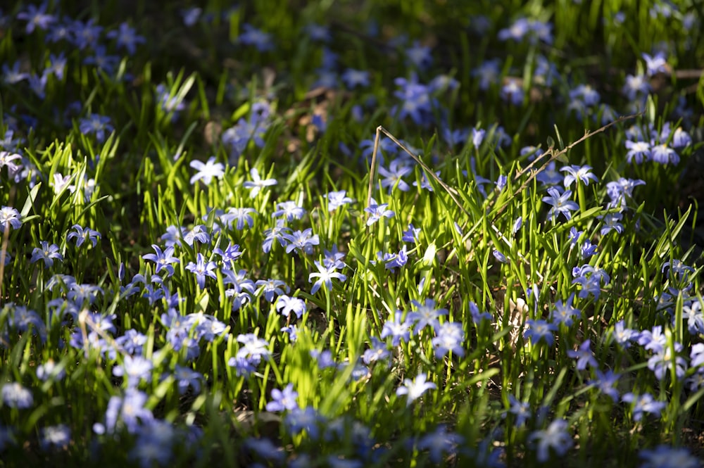 a bunch of blue flowers that are in the grass