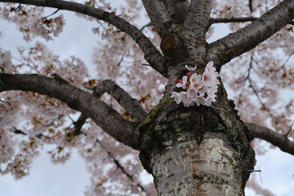 a close up of a tree with flowers on it