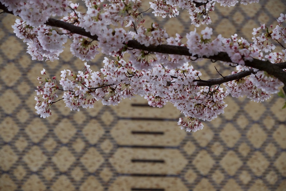 a branch of a cherry blossom tree with a ruler in the background