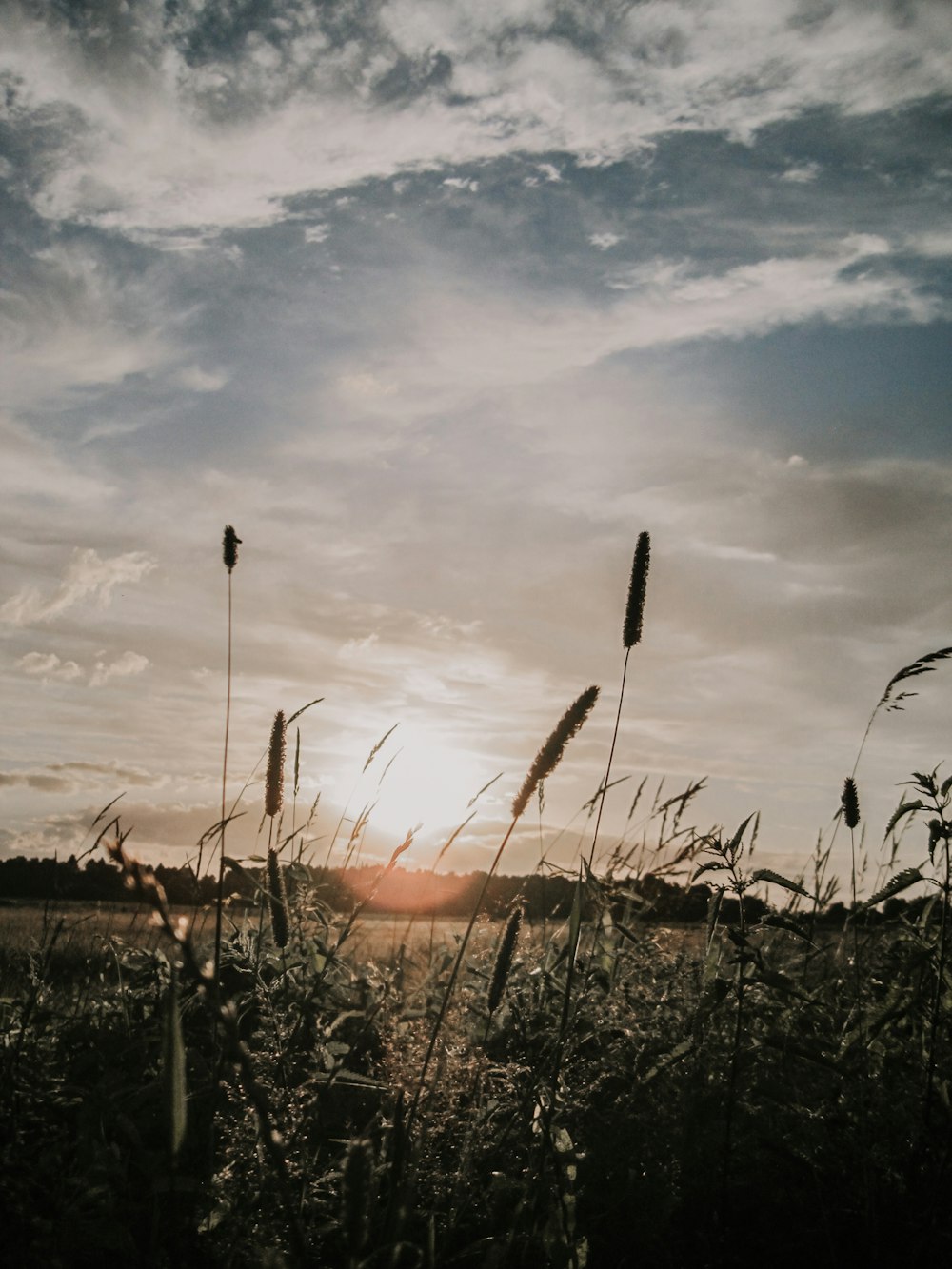 the sun is setting over a field of tall grass